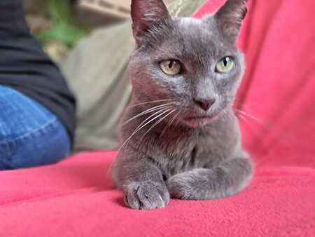 Adopter Grisou
