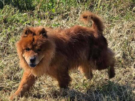 Adopter DAKO