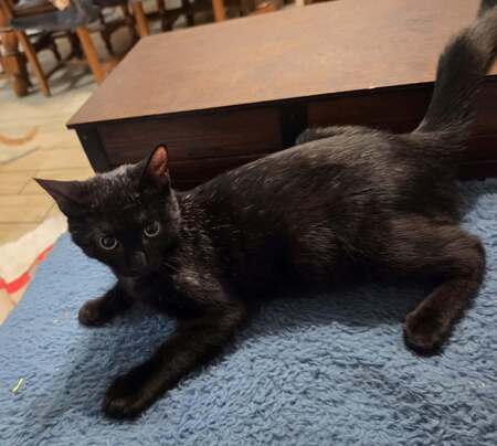 Adopter Shepa