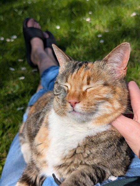 Adopter Ziza