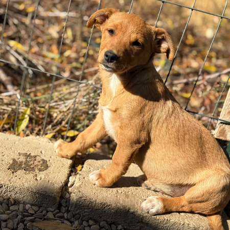 Adopter Bulle