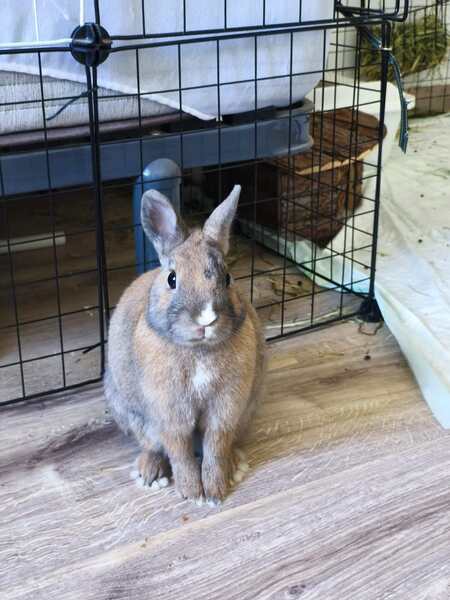 Adopter Fenouil