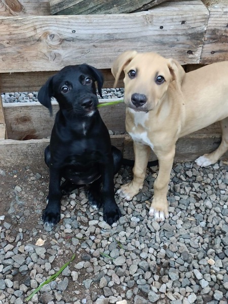 Adopter Onyx