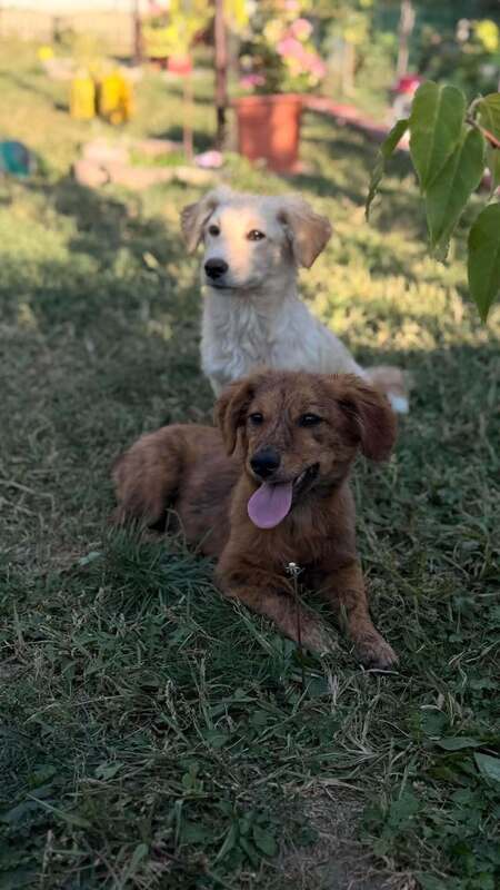 Adopter Ramm