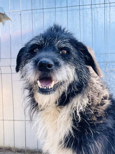 Adopter Coal