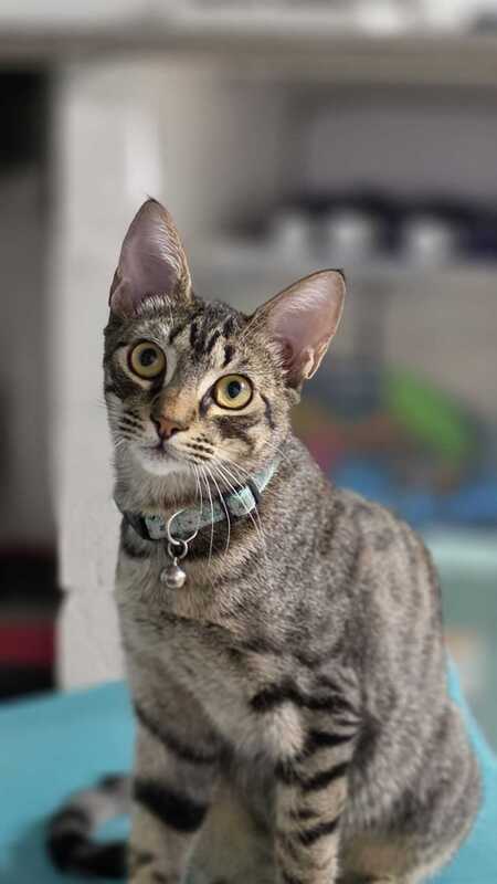 Adopter LOTY