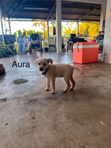 Adopter Aura