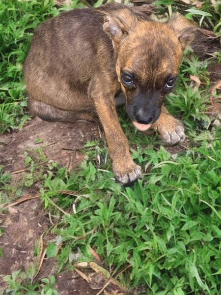 Adopter Texas