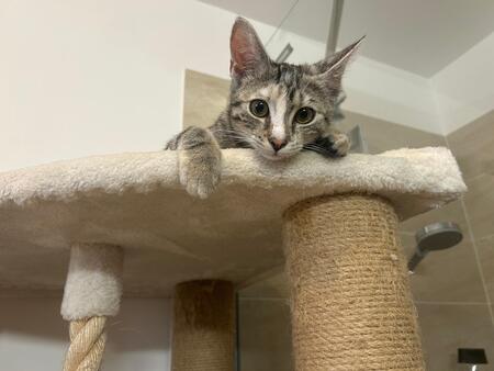 Adopter Mia