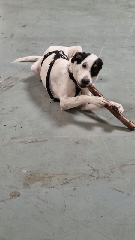 Adopter Tasha