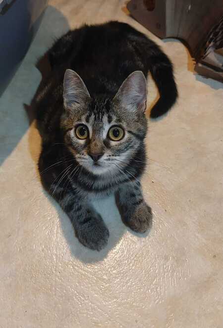 Adopter Shadow