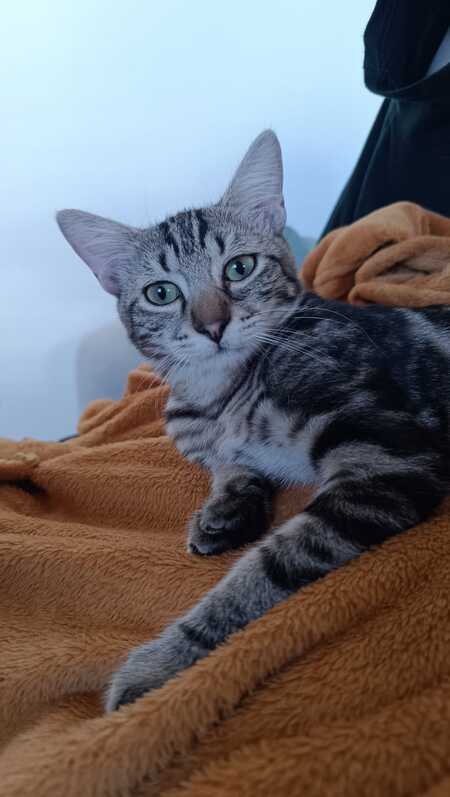 Adopter Pinceau