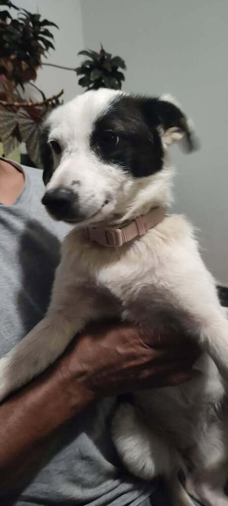 Adopter Bellis