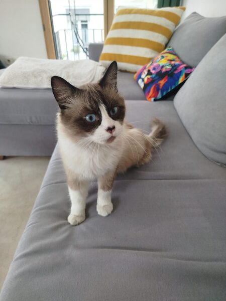 Adopter Enzo