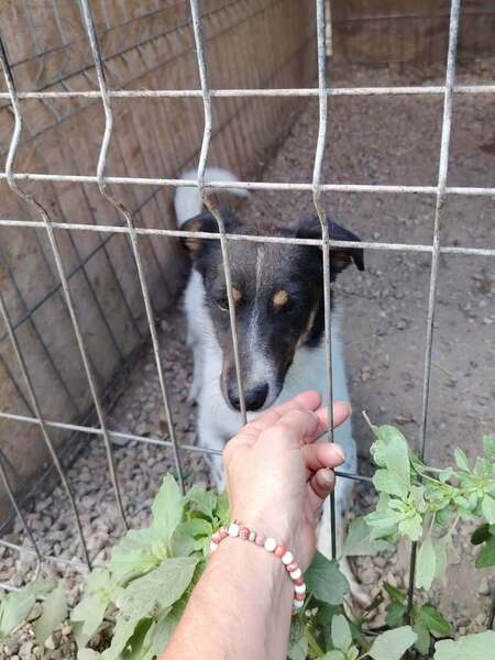 Adopter Kiwi