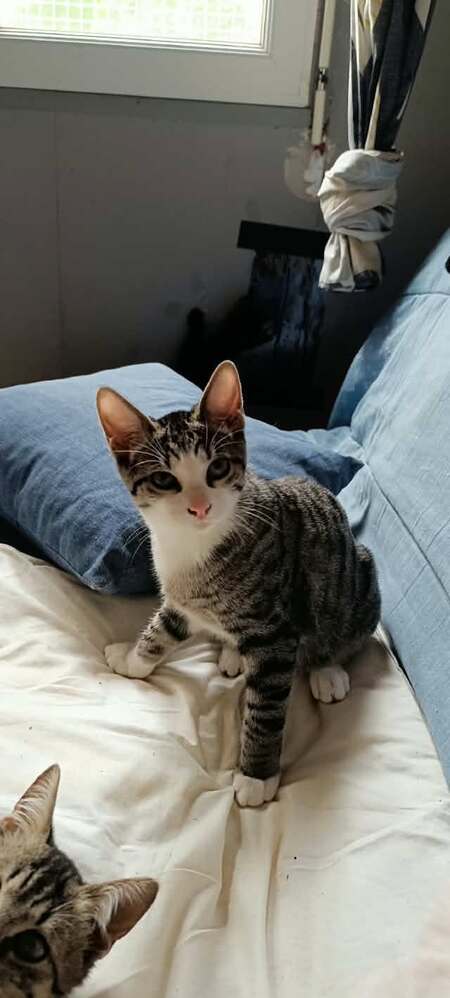 Adopter Bostra
