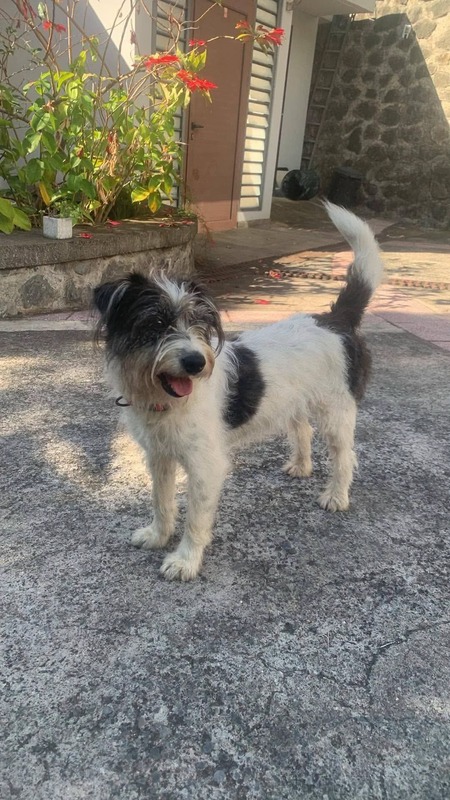 Adopter Suzette 