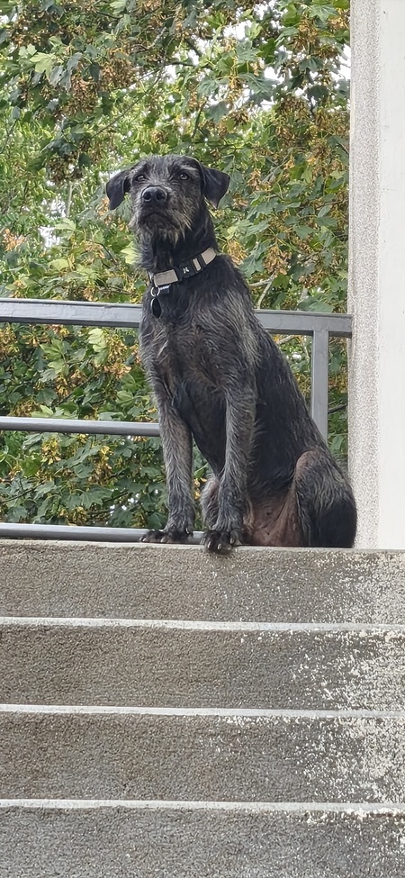 Adopter Drake
