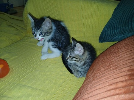 Adopter Bonnie & Bianca