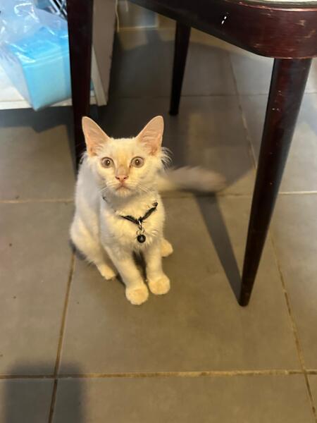 Adopter TIBALT