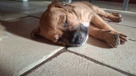 Adopter Tikos