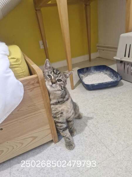 Adopter Beauvoir