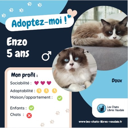 Adopter Enzo