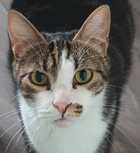Adopter Stitch