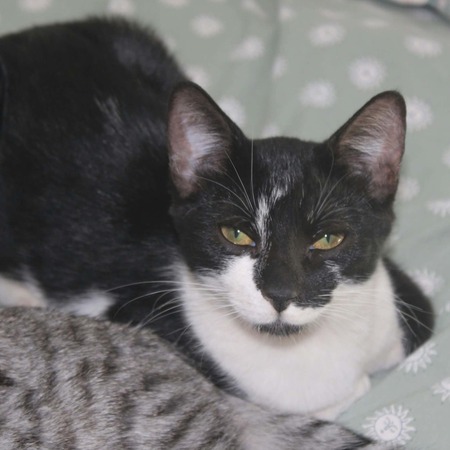 Adopter BLOUME