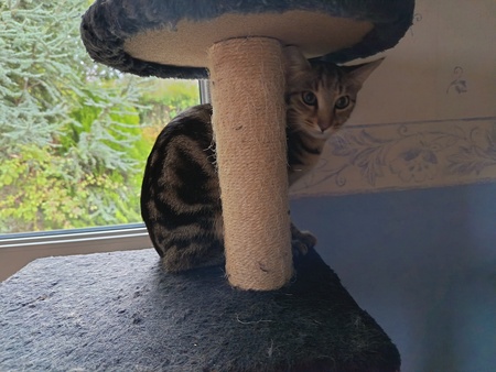 Adopter Capone