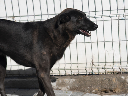 Adopter Moorea