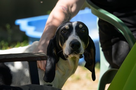 Adopter Toto