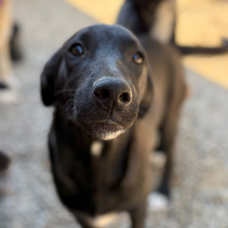 Adopter Sinca