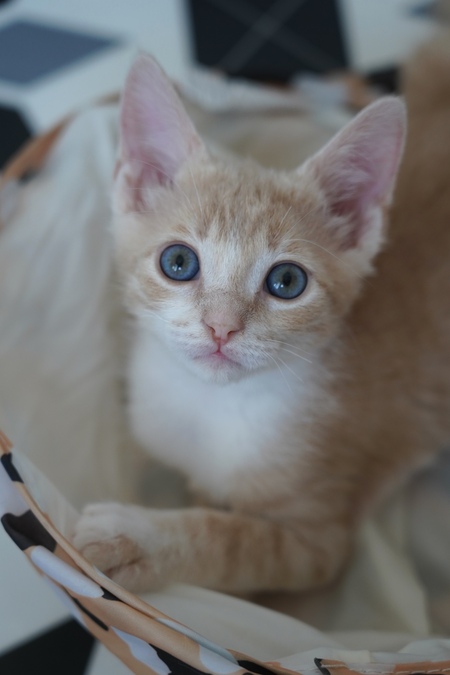 Adopter FLASH