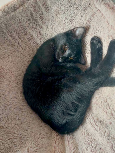 Adopter Opale