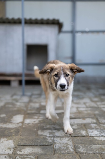 Adopter Hizia