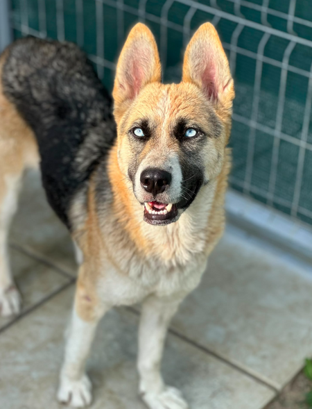 Adopter Zina