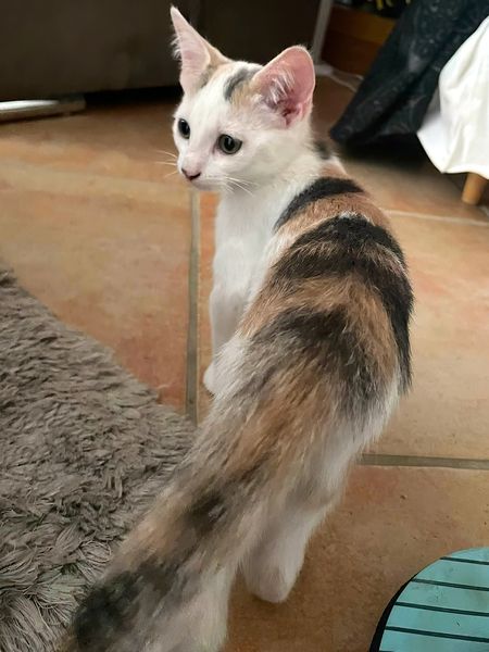 Adopter TARA