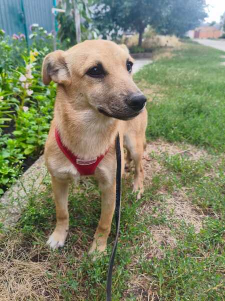 Adopter MANIA, de Ukraine!