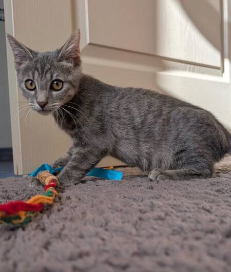 Adopter Cendro