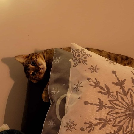 Adopter Jolène