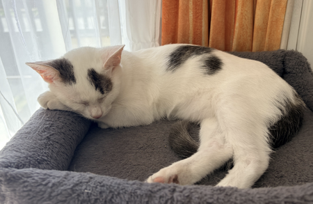 Adopter Andouillette