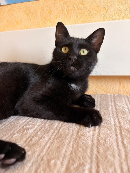 Adopter Moka