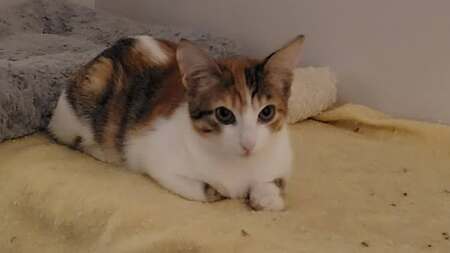 Adopter Frimousse