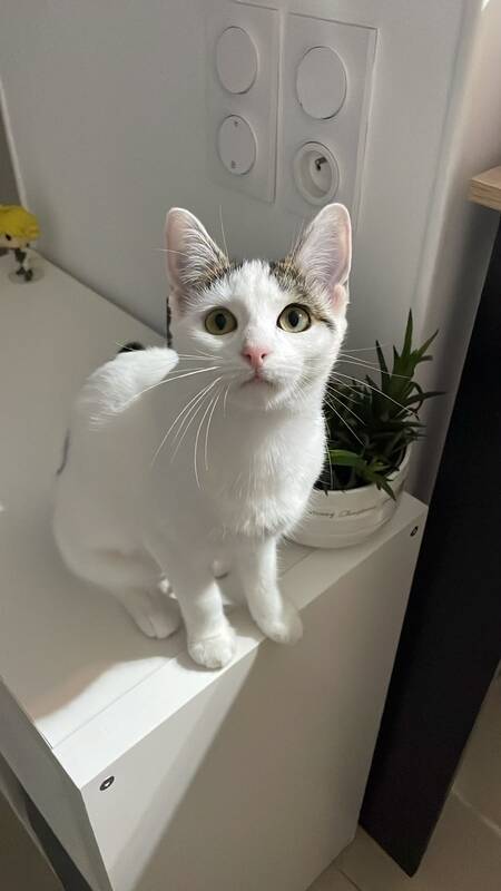 Adopter Nami