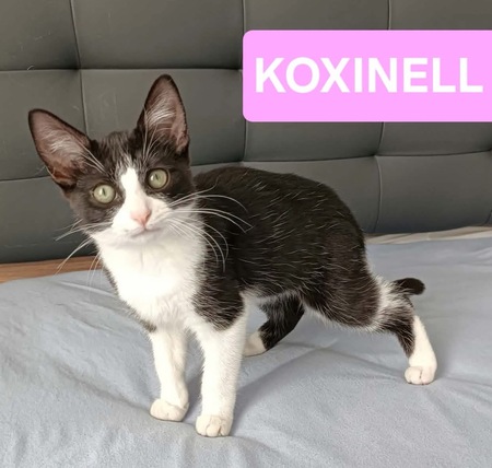 Adopter Koxinell