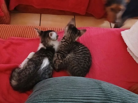Adopter Bonnie & Bianca
