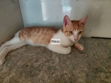 Adopter Rikio 