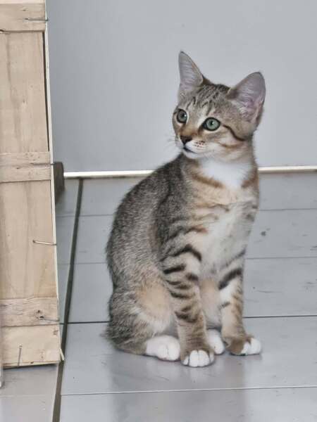 Adopter Glinda