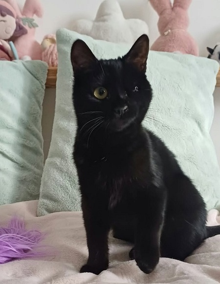 Adopter Babylone